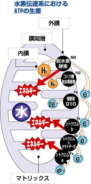クエン酸サイクル図